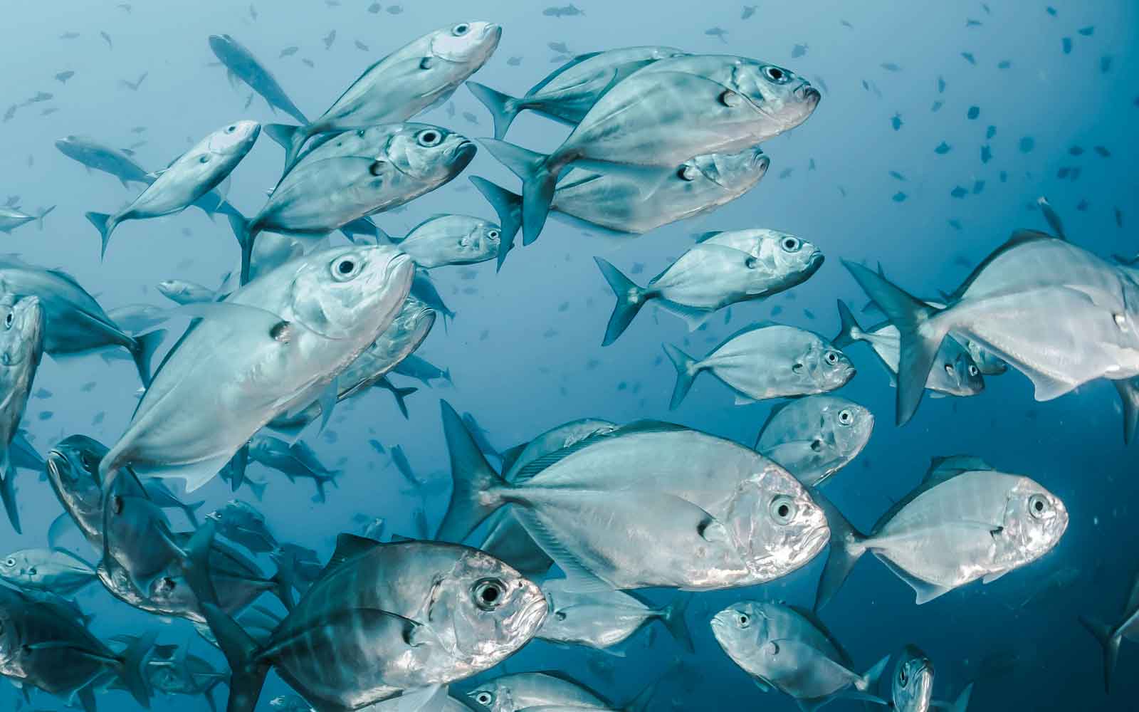 Finfish