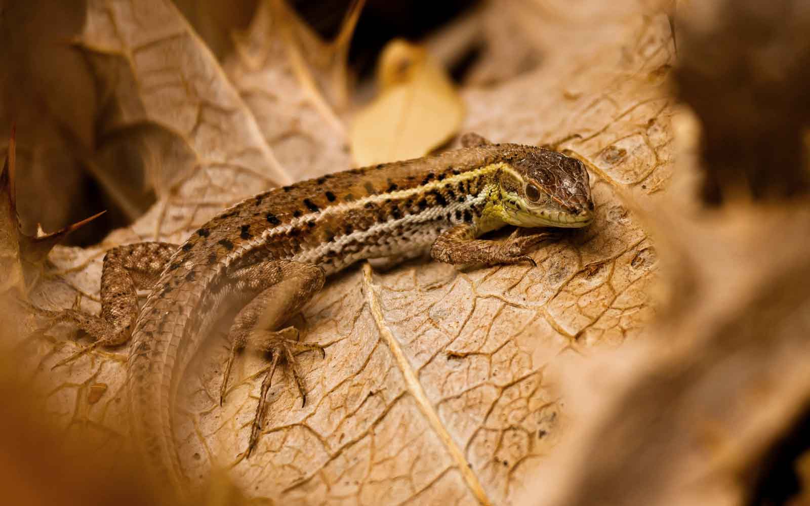 Reptiles