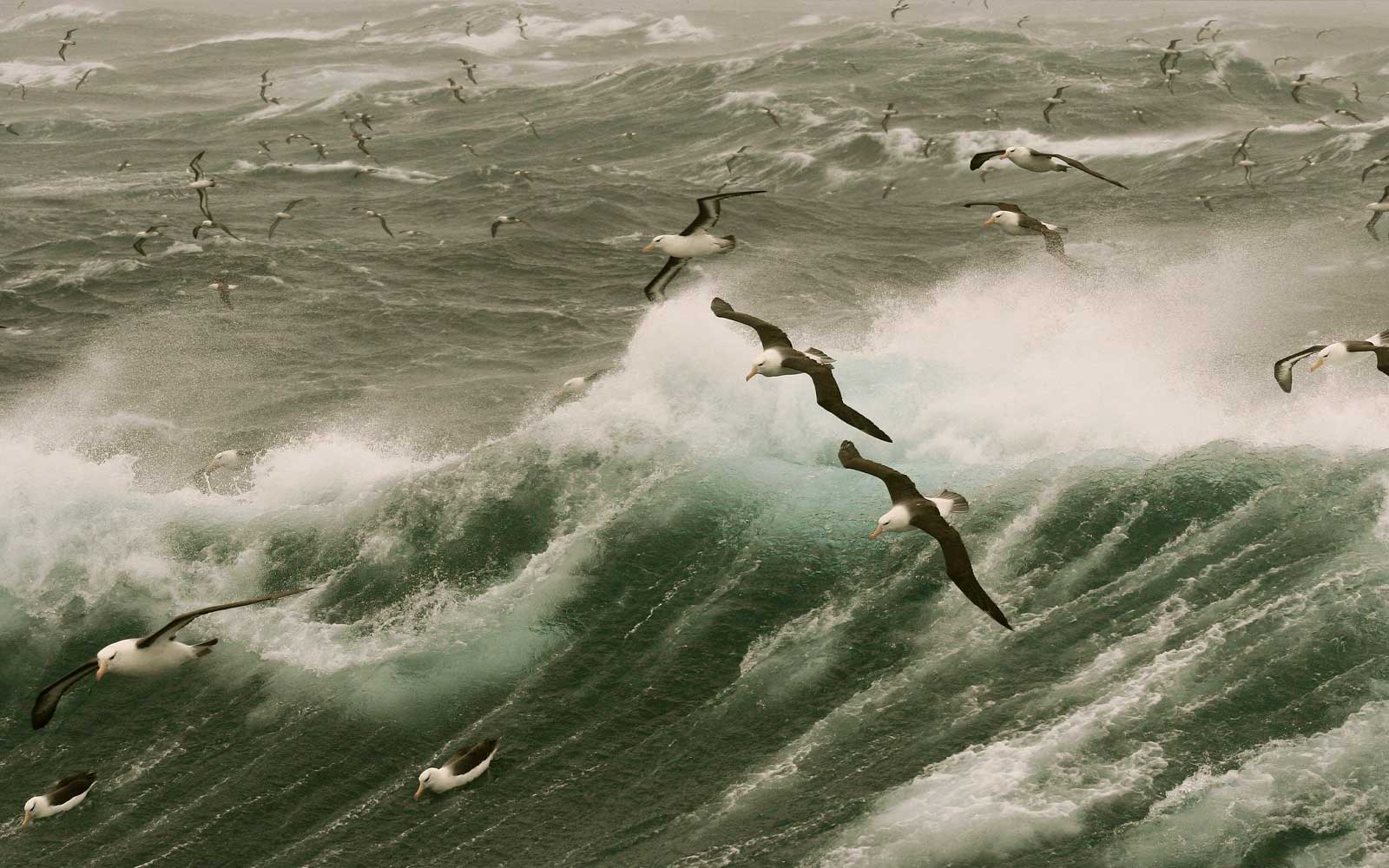 Birds Of The World