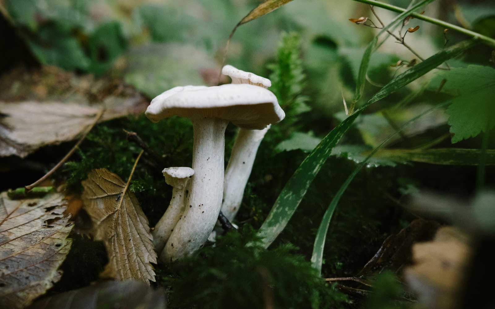 Plants & Fungi