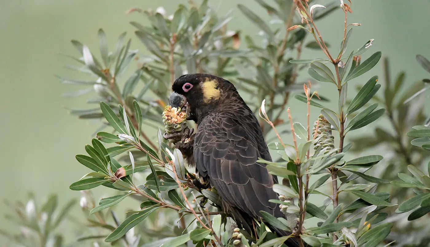 Wildlife of Oceania