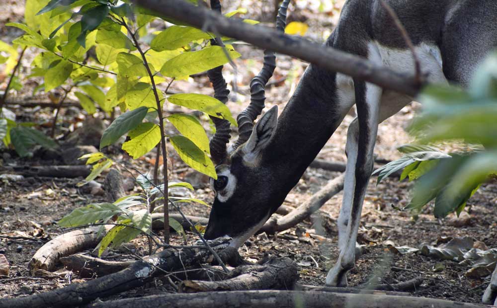 Wildlife of Asia