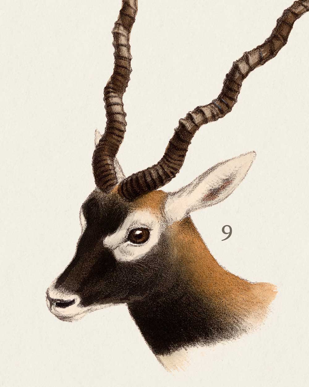 Antelopes Of Asia Art Print