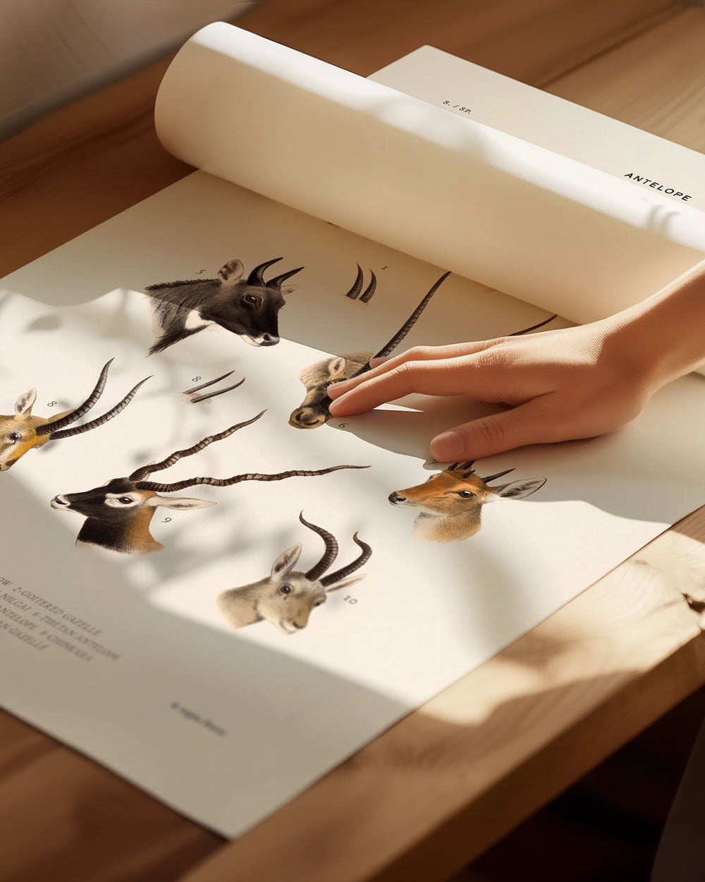 Antelopes Of Asia Art Print