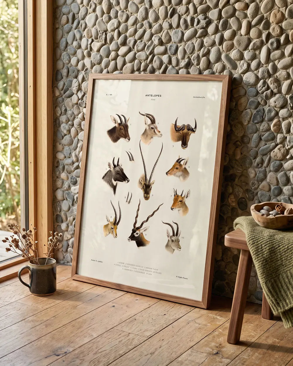 Antelopes of Asia Art Print