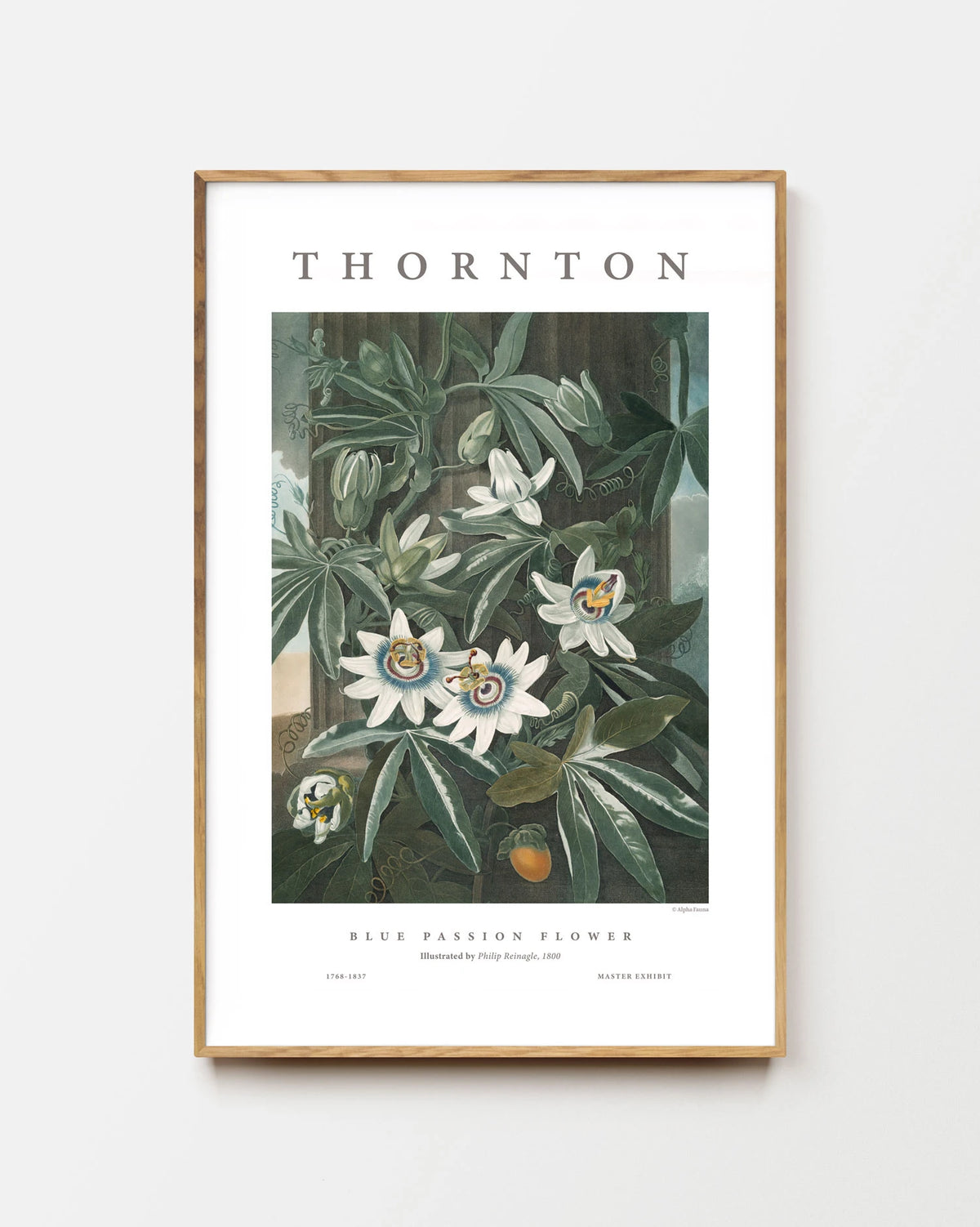 Blue Passion Flower – Master Exhibit Edition