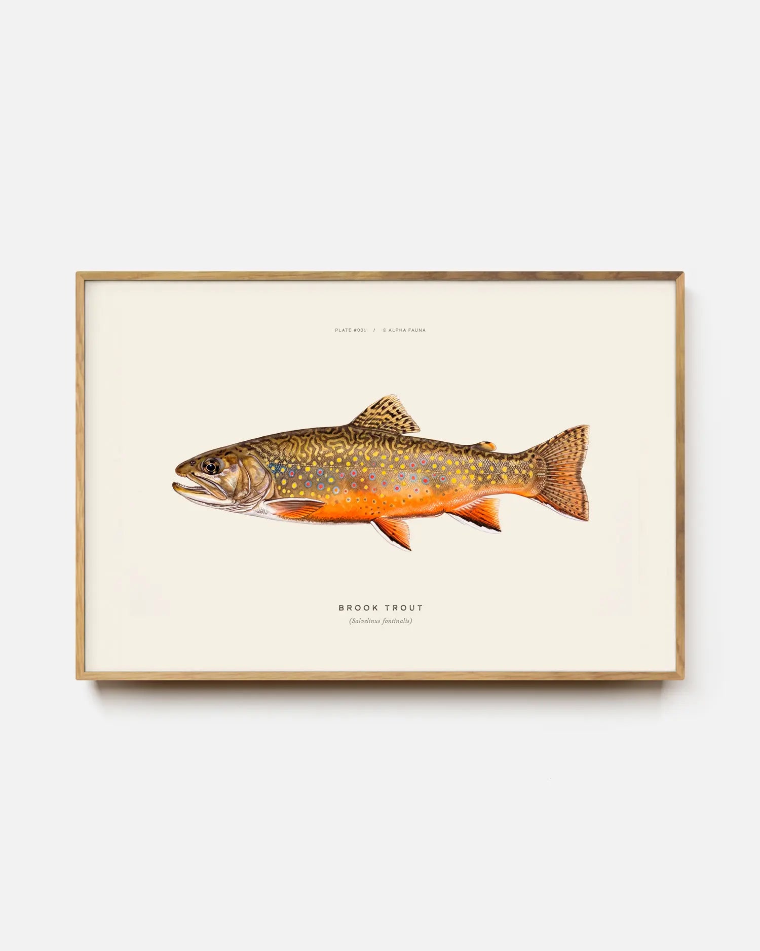 Brook Trout Art Print