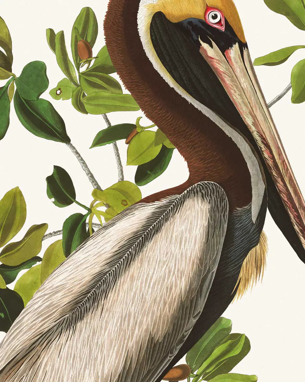 Brown Pelican Art Print
