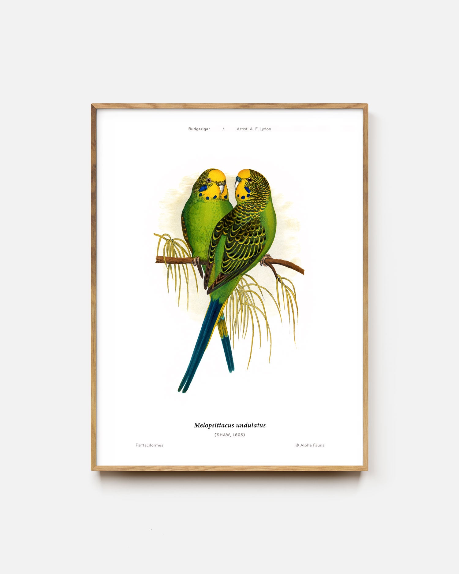 Budgerigar Art Print