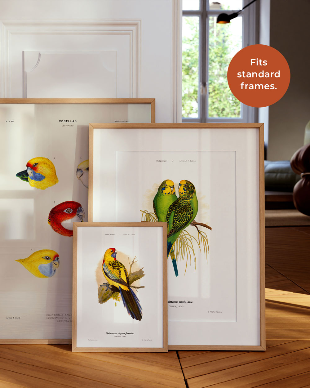 Budgerigar Art Print