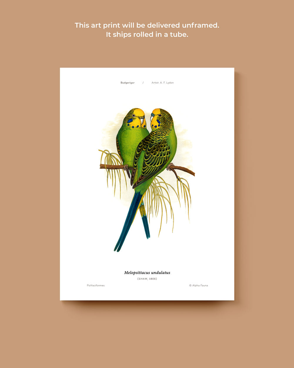 Budgerigar Art Print