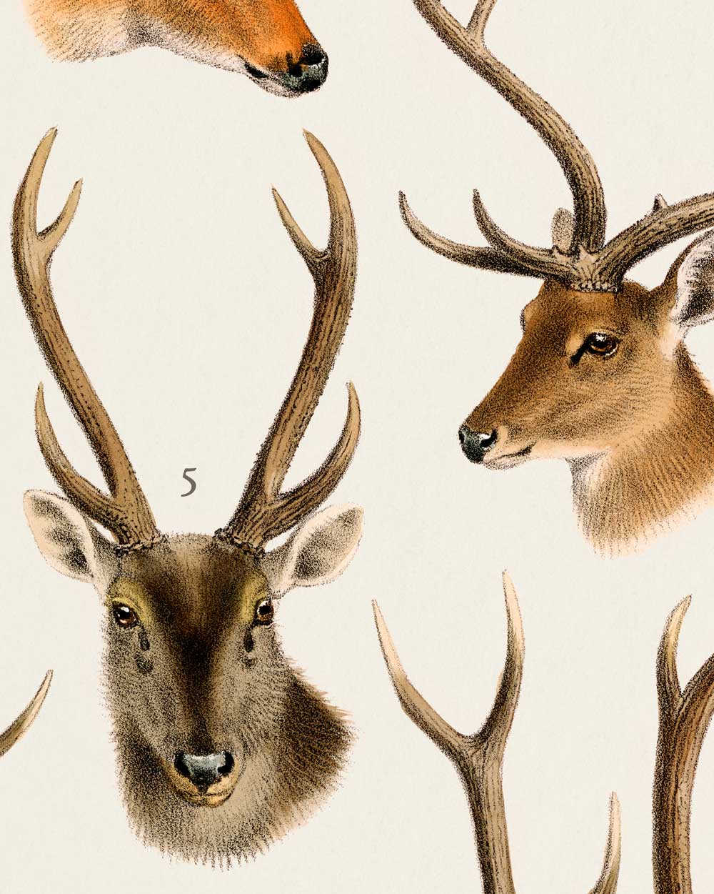 Deer Of Asia Fine Art Print