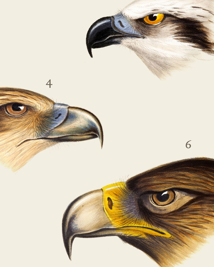Diurnal Raptors Of Australia Art Print