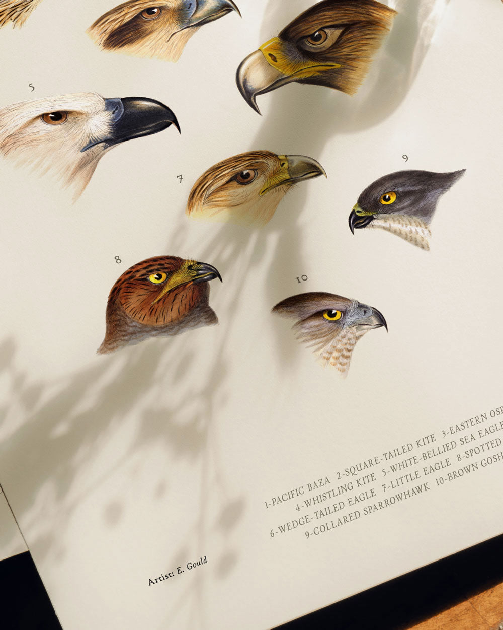 Diurnal Raptors Of Australia Art Print