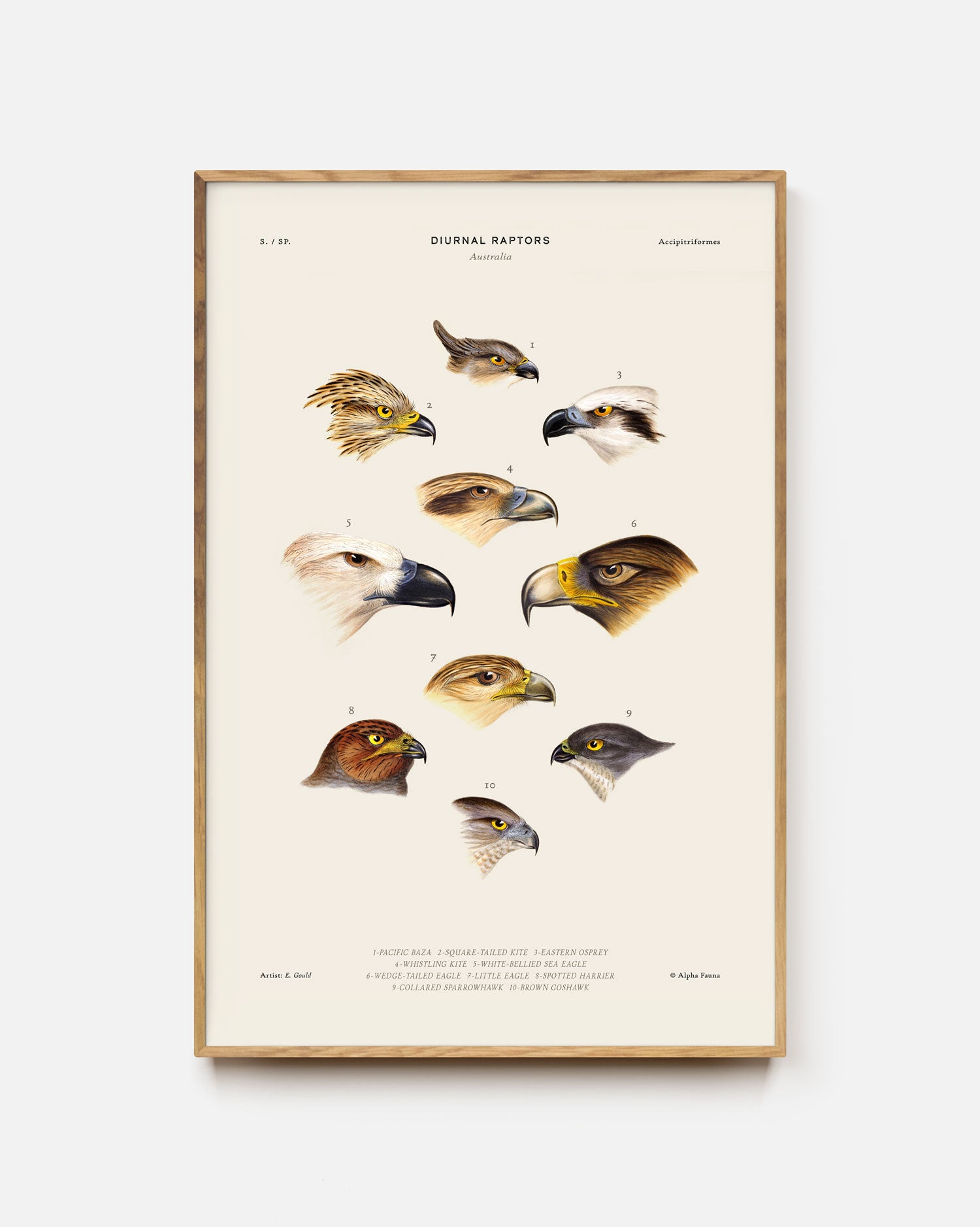 Diurnal Raptors Of Australia Art Print