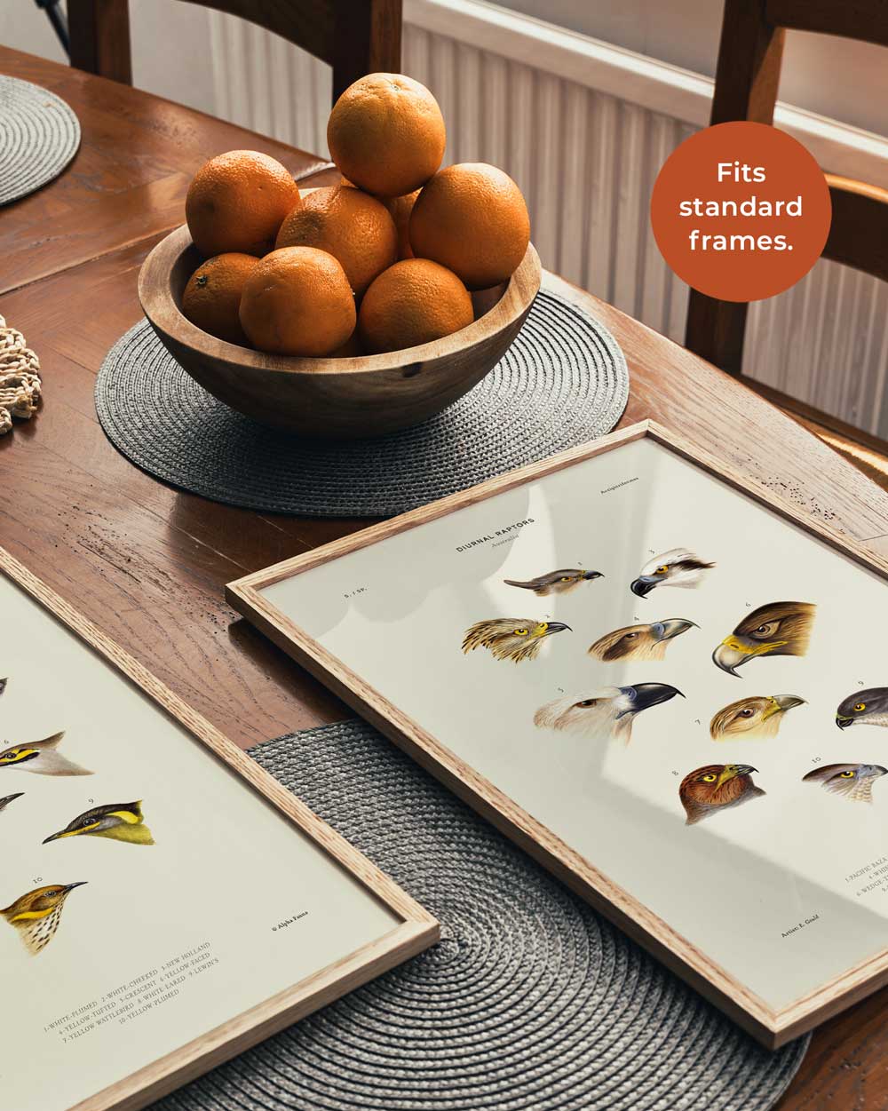 Diurnal Raptors Of Australia Art Print