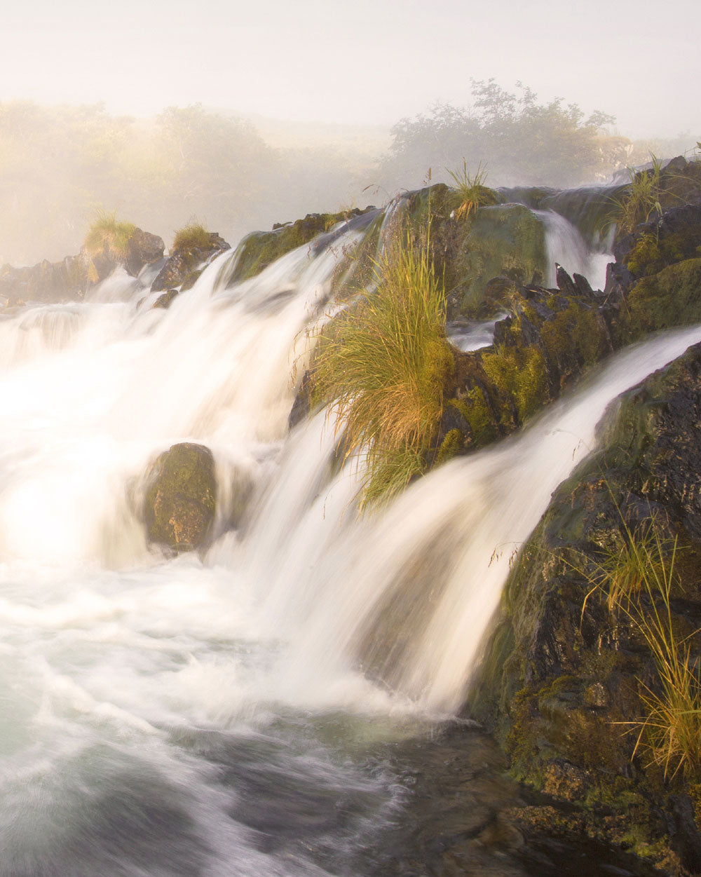 Dog Salmon Falls Art Print