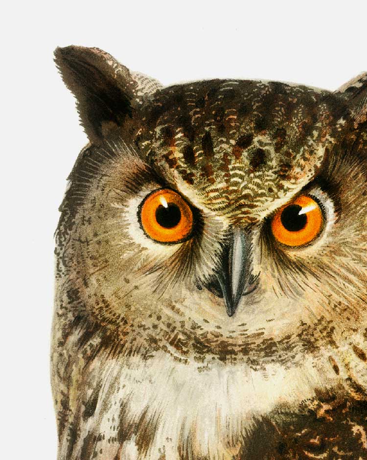 Owls of the North Set of Five Art Prints