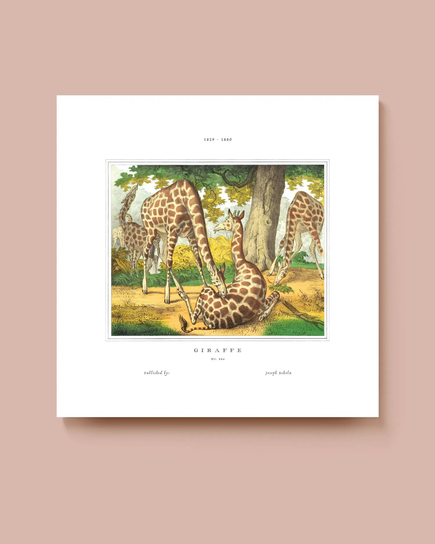 Art print of giraffes with a white border. * Unframed print
