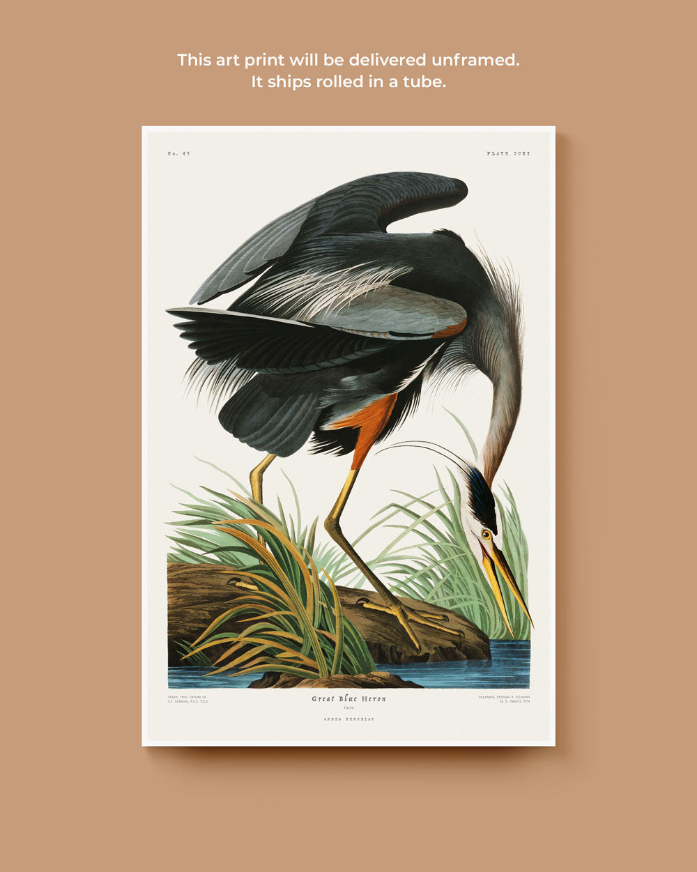 Great Blue Heron Art Print