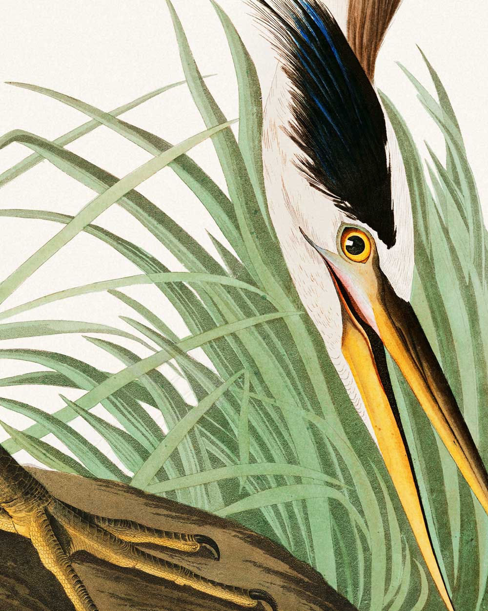 Great Blue Heron Art Print
