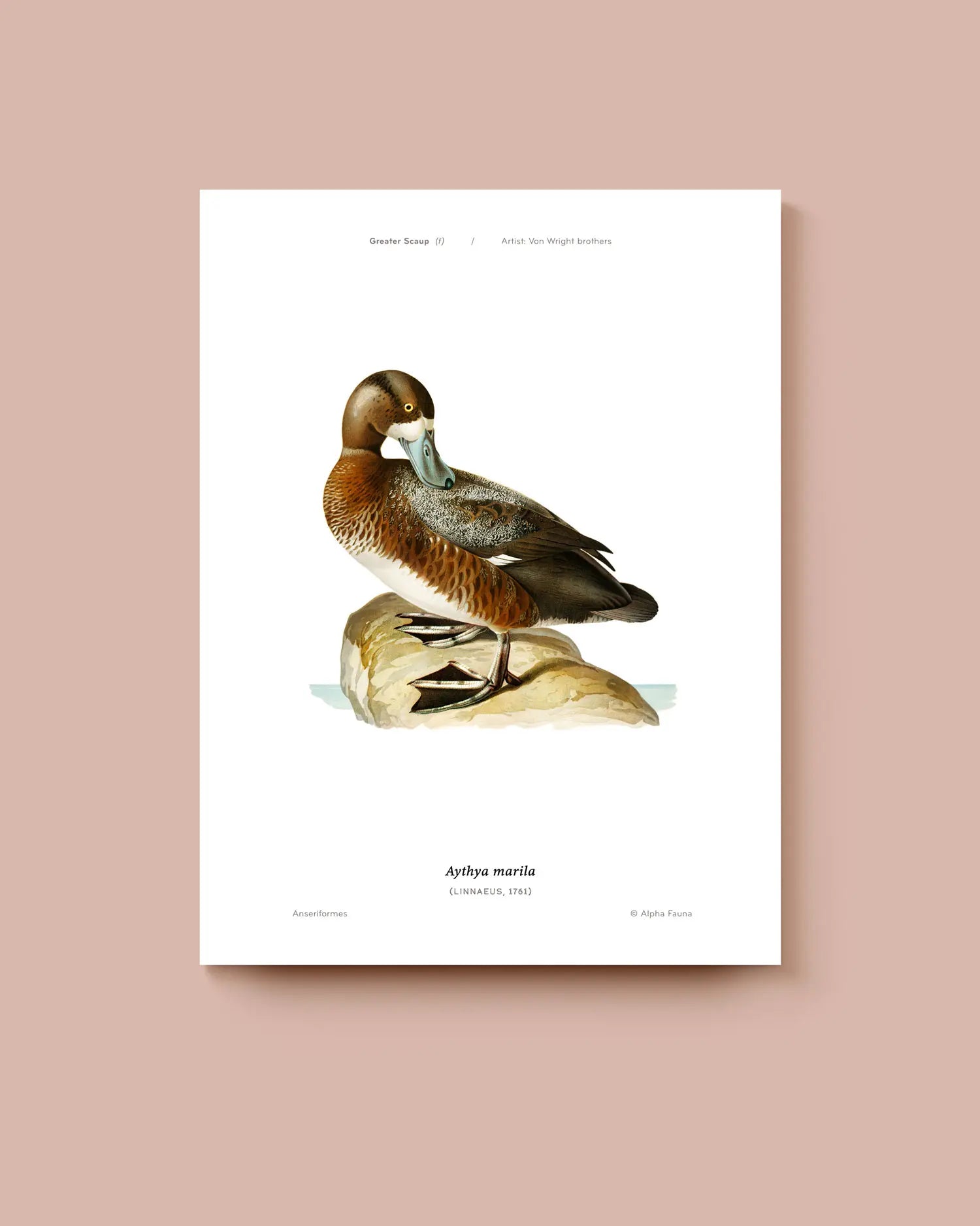 Poster of a Greater Scaup bird illustration on a white background. * Unframed print