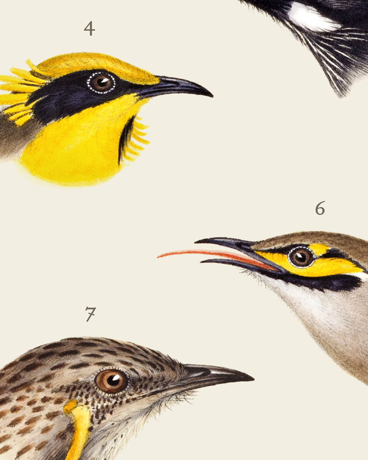 Honeyeaters of Australia Art Print