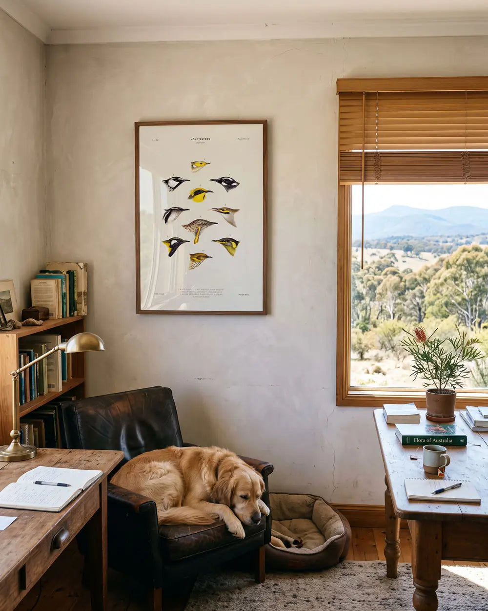 Honeyeaters of Australia Art Print