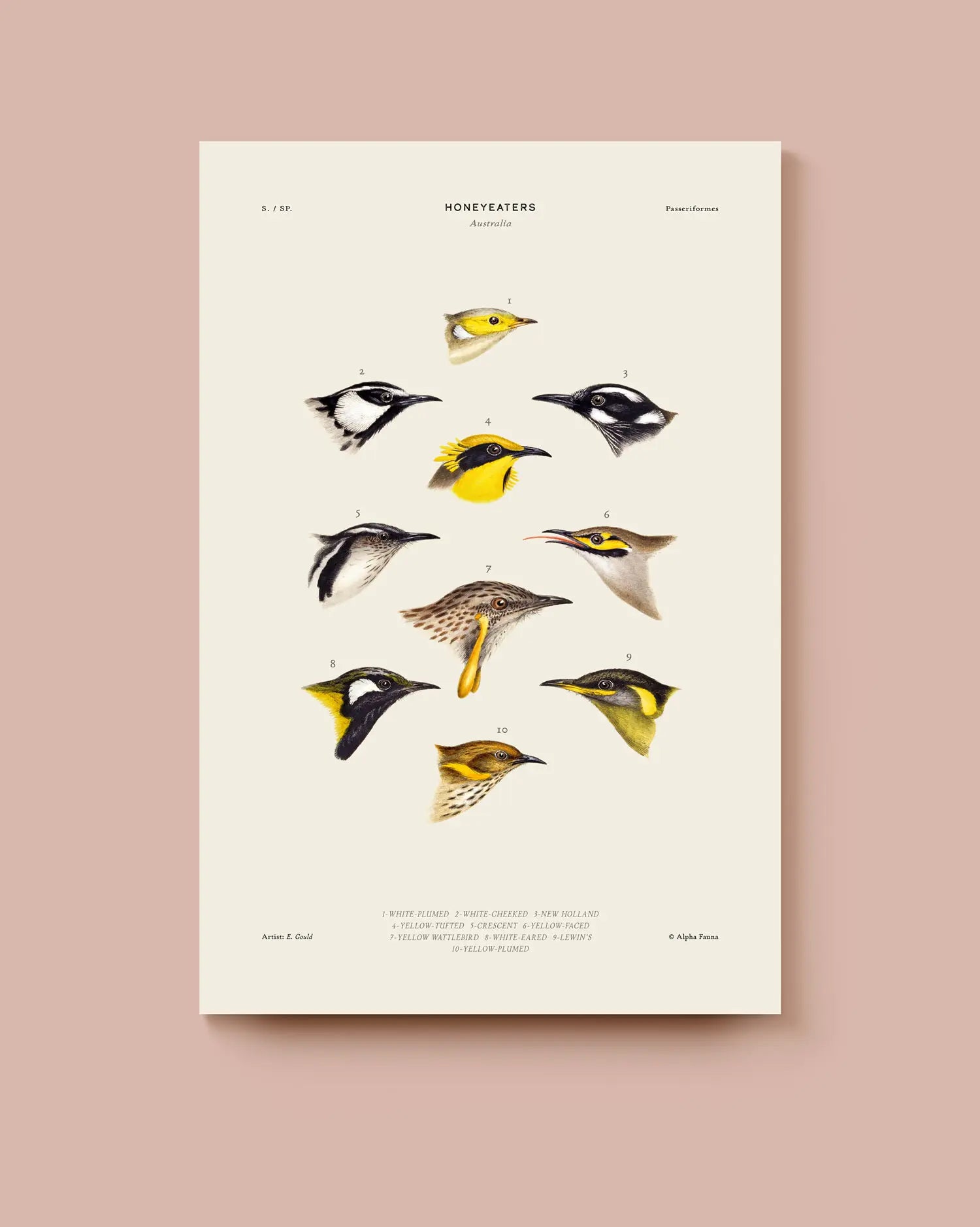 An art print of a variety of honeyeaters on a beige background. * Unframed print