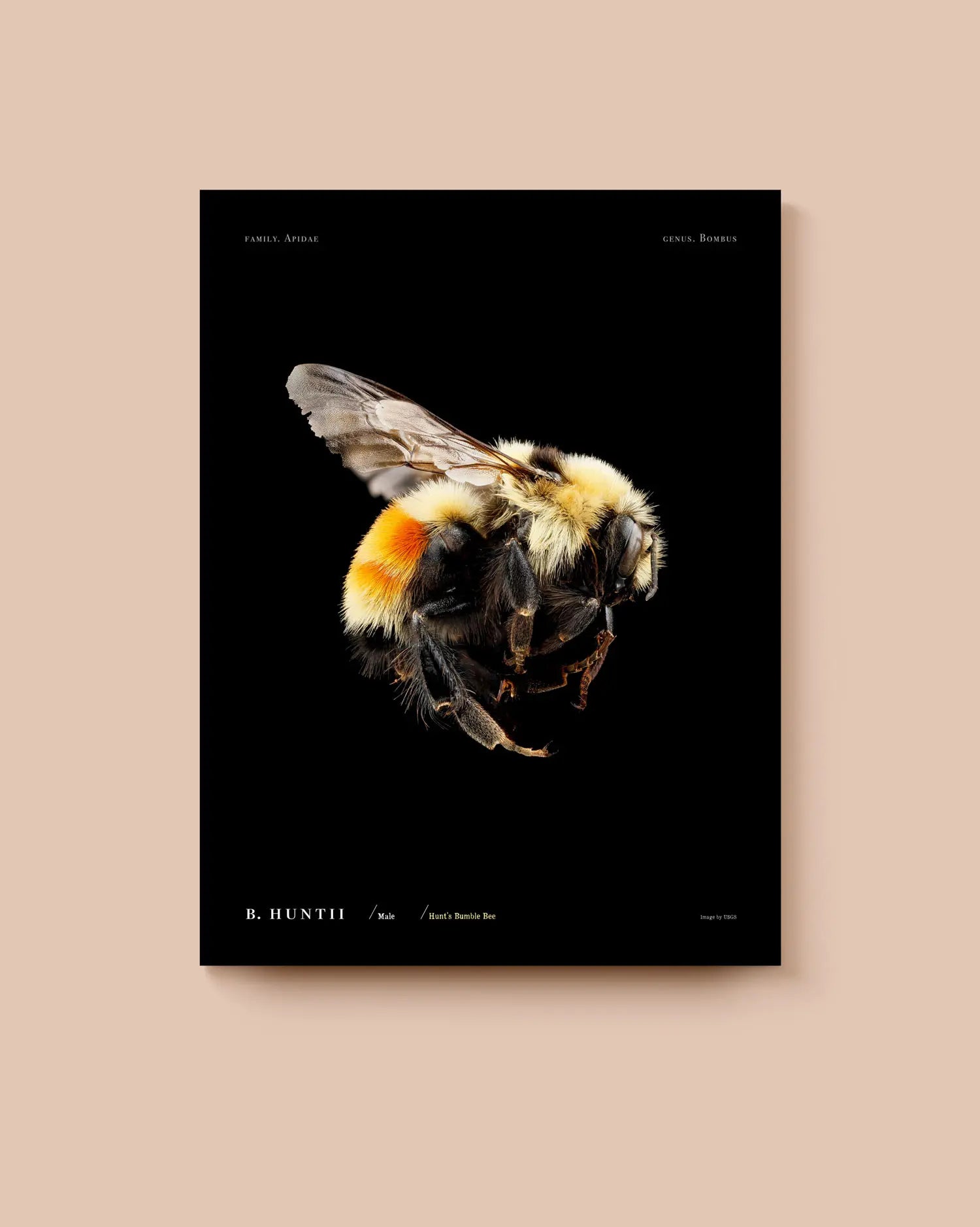 Poster of a bumble bee on a black background. * Unframed print