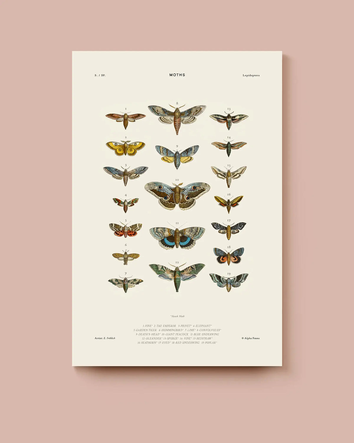 A vintage-style scientific poster titled 'Moths' featuring multiple illustrated moths on an off-white background, displayed against a dusty pink background. * Unframed print