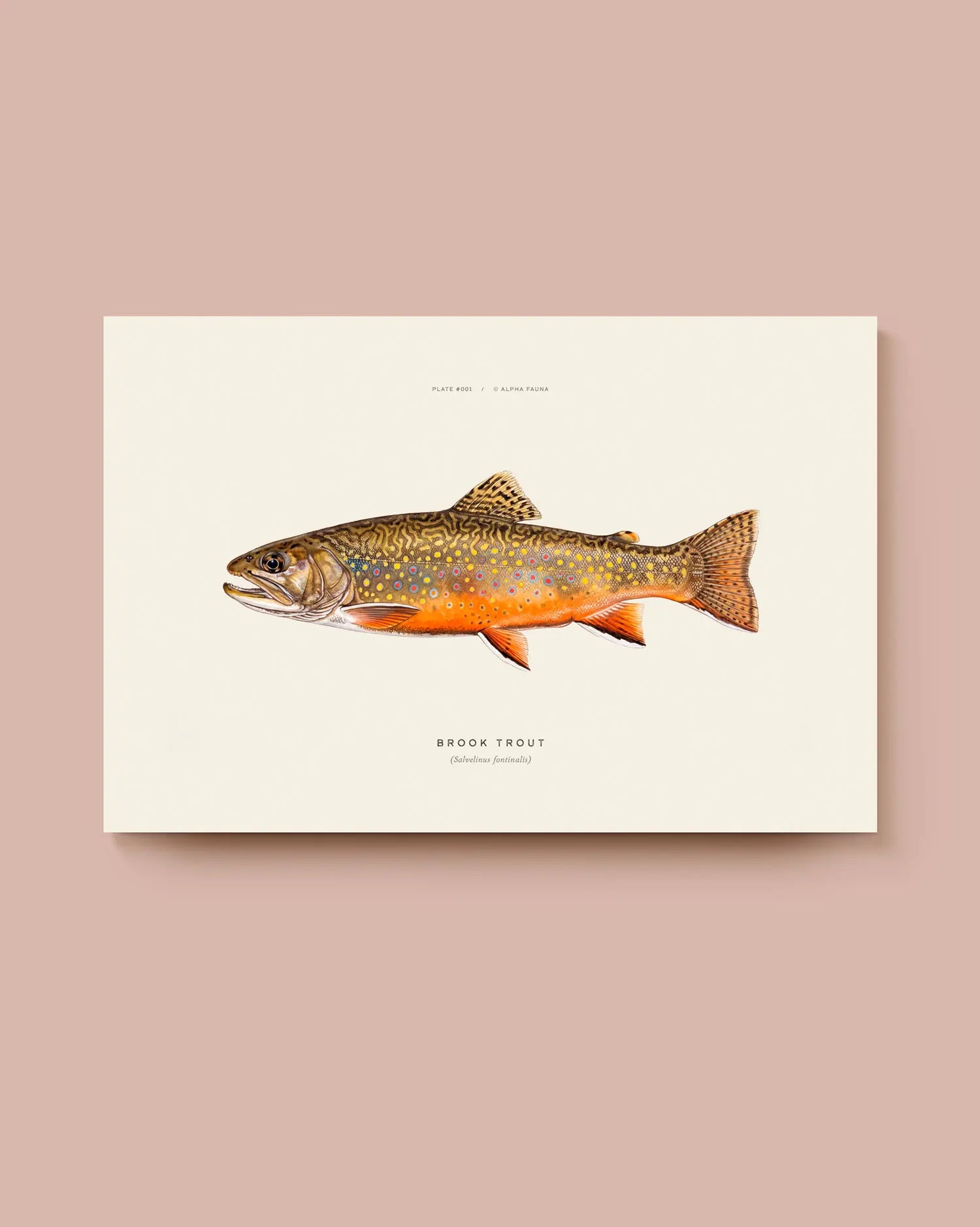 Illustration of a brook trout on a beige background. * Unframed print