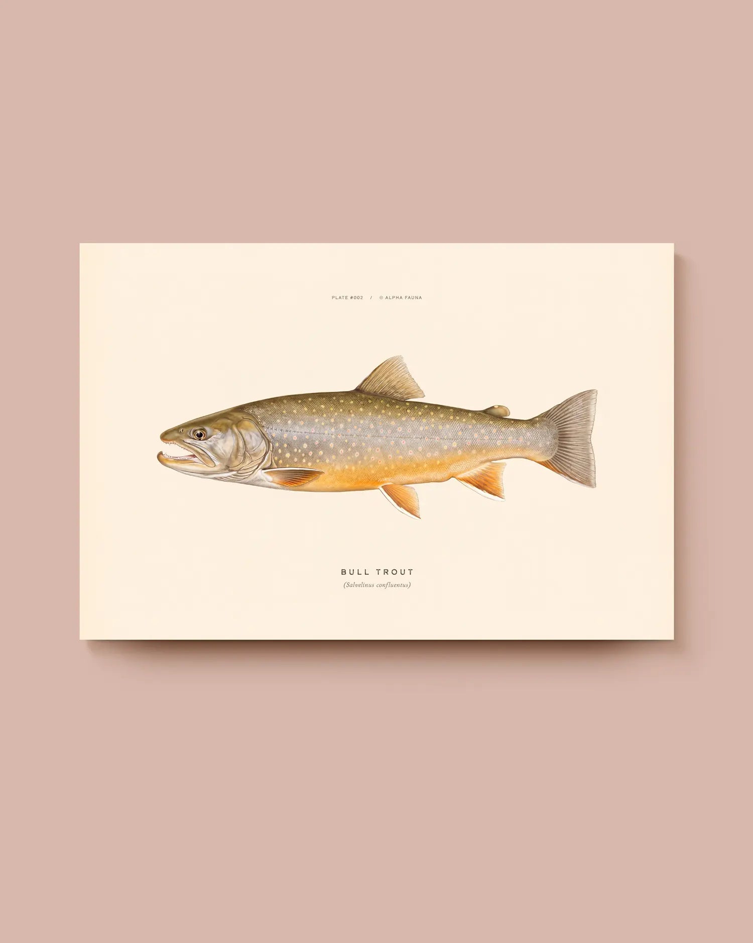 Illustration of a bull trout on a beige background. * Unframed print