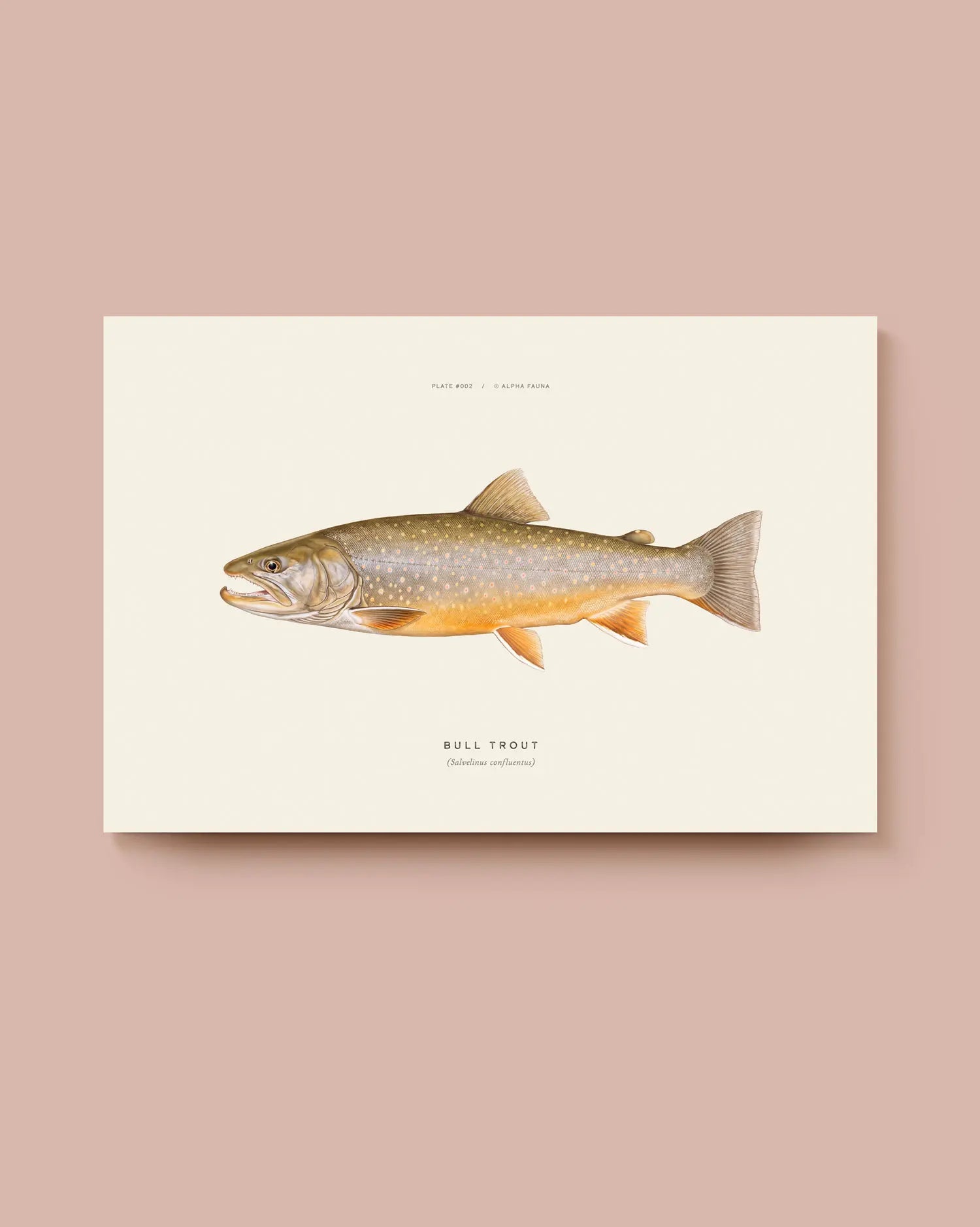 Illustration of a bull trout on a beige background. * Unframed print