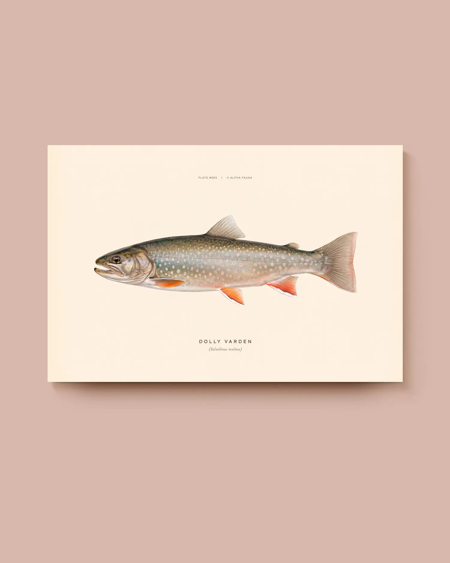 Illustration of a dolly varden on a beige background. * Unframed print