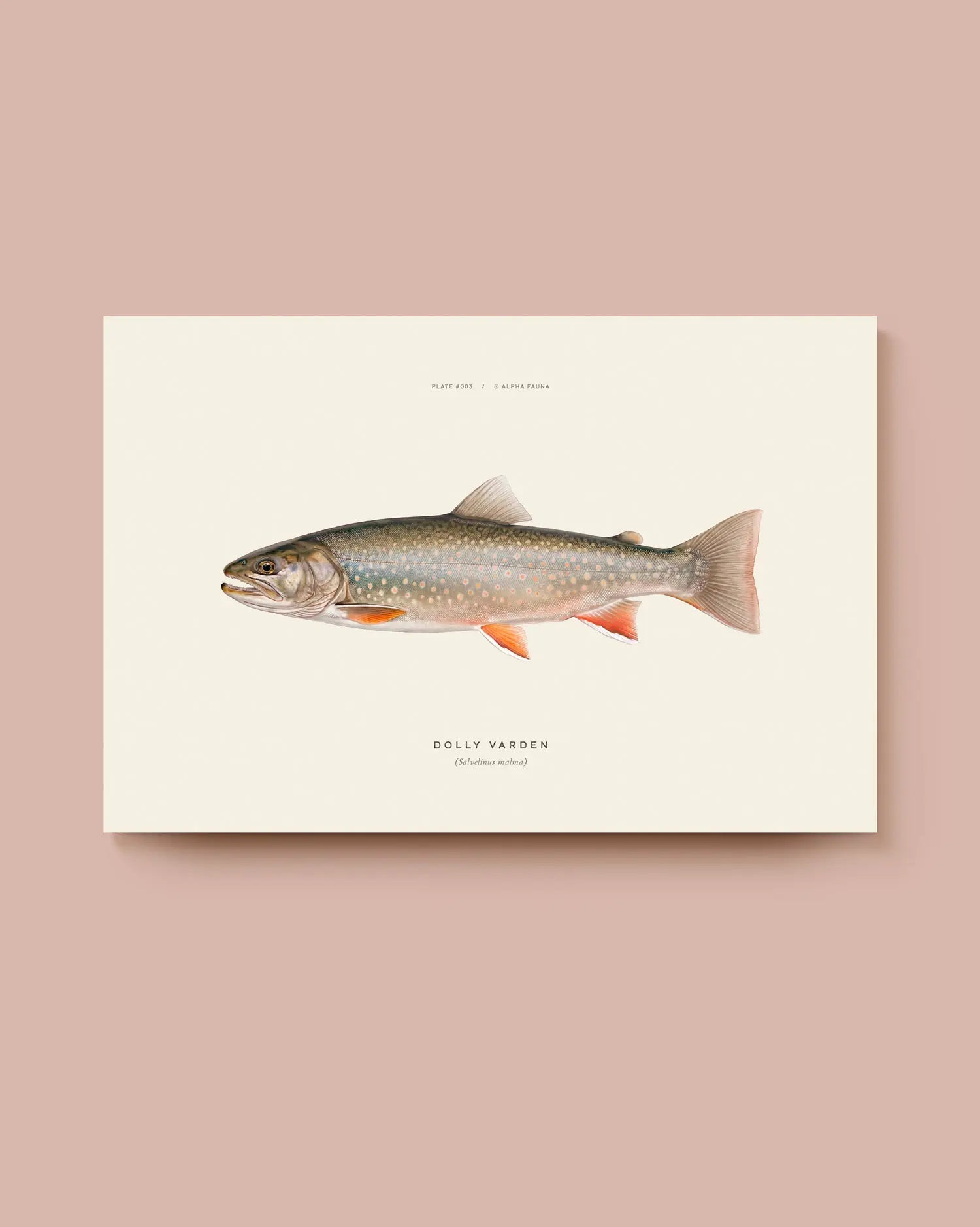 Illustration of a dolly varden on a beige background. * Unframed print