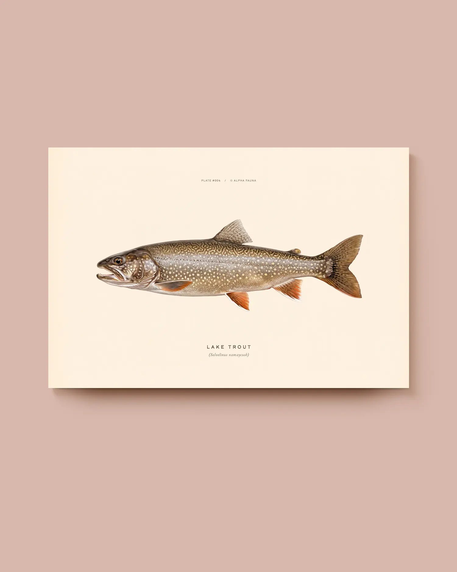 Illustration of a lake trout on a beige background. * Unframed print
