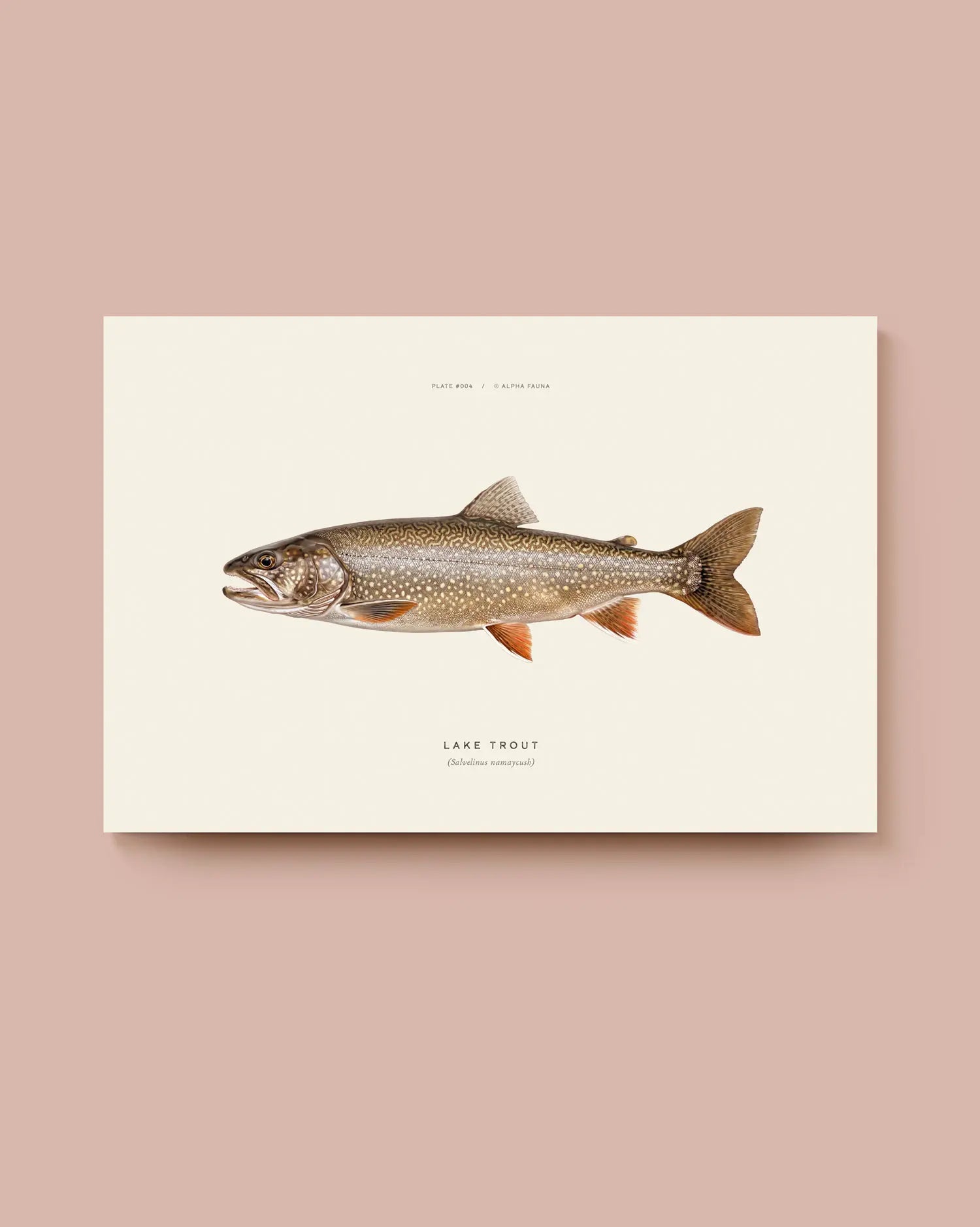 Illustration of a lake trout on a beige background. * Unframed print
