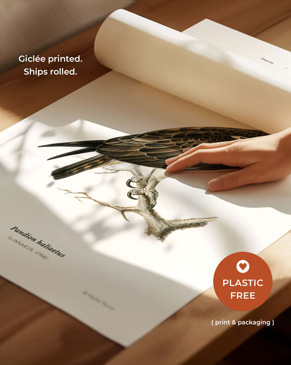 Osprey Art Print