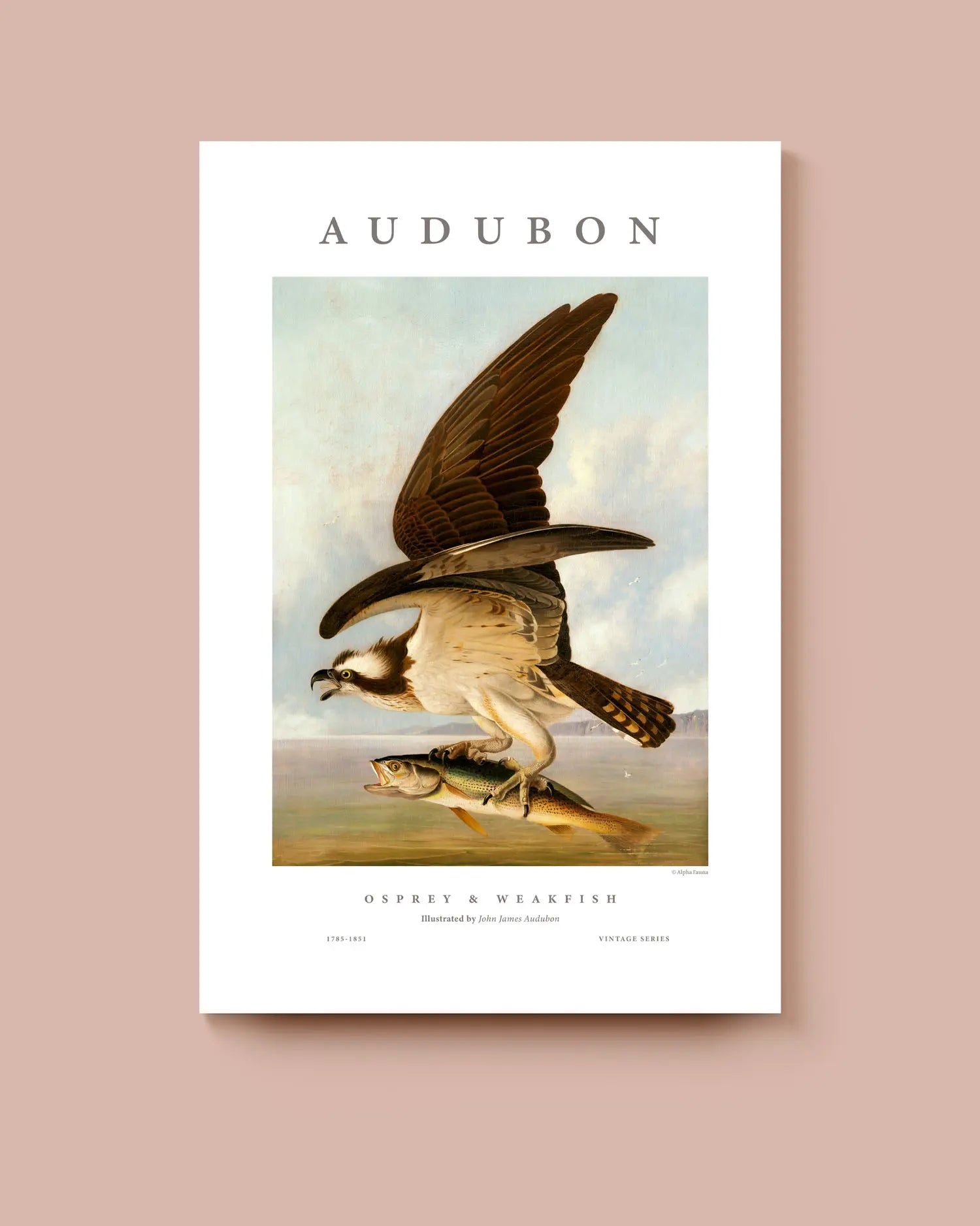 Audubon poster of an osprey with a fish on a white background. * Unframed print