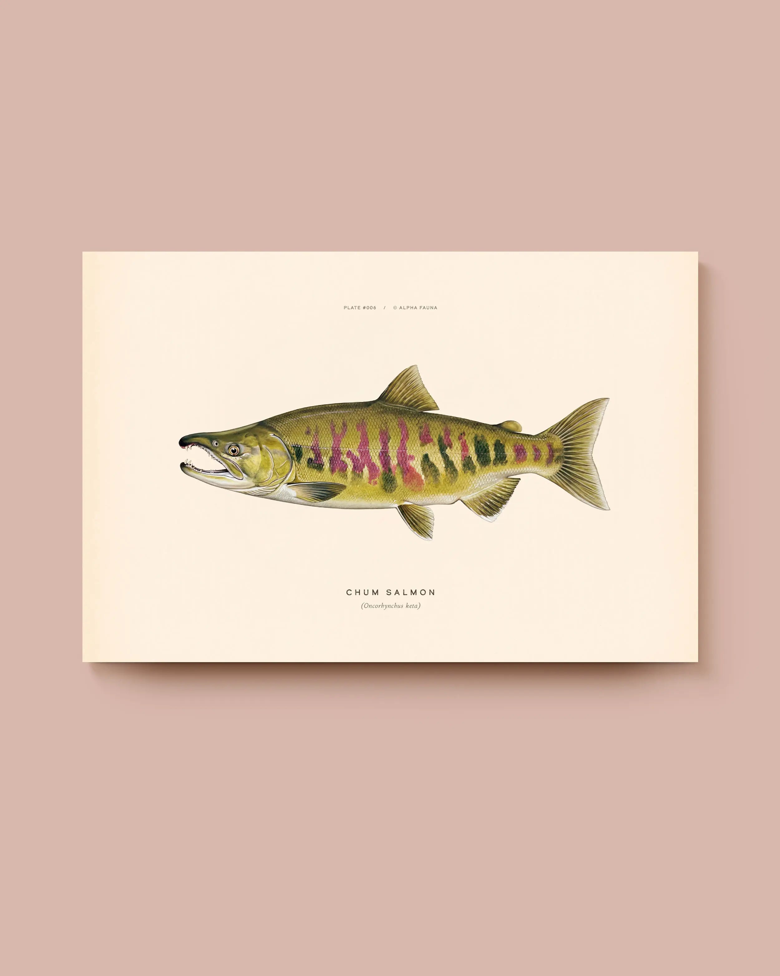 Illustration of a chum salmon on a beige background. * Unframed print