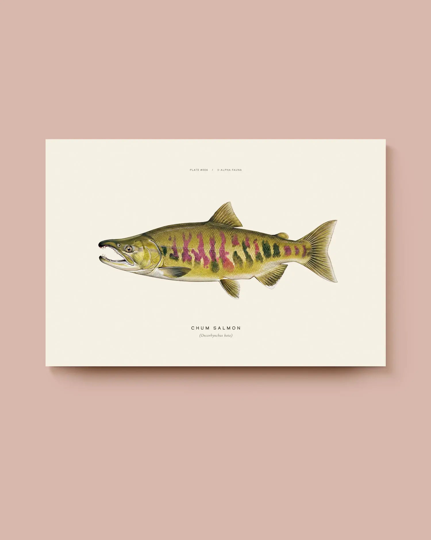 Illustration of a chum salmon on a beige background. * Unframed print