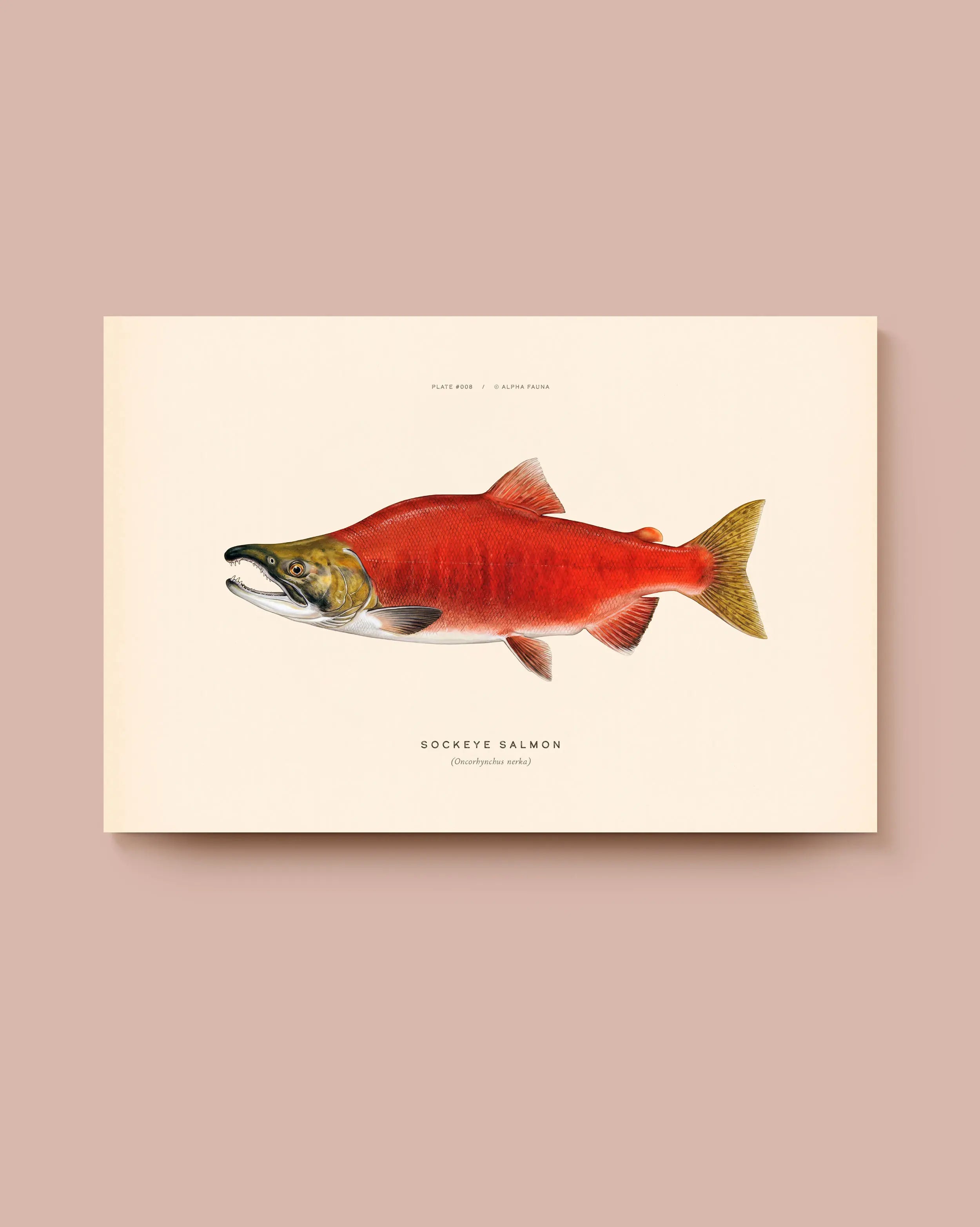Illustration of a sockeye salmon on a beige background. * Unframed print