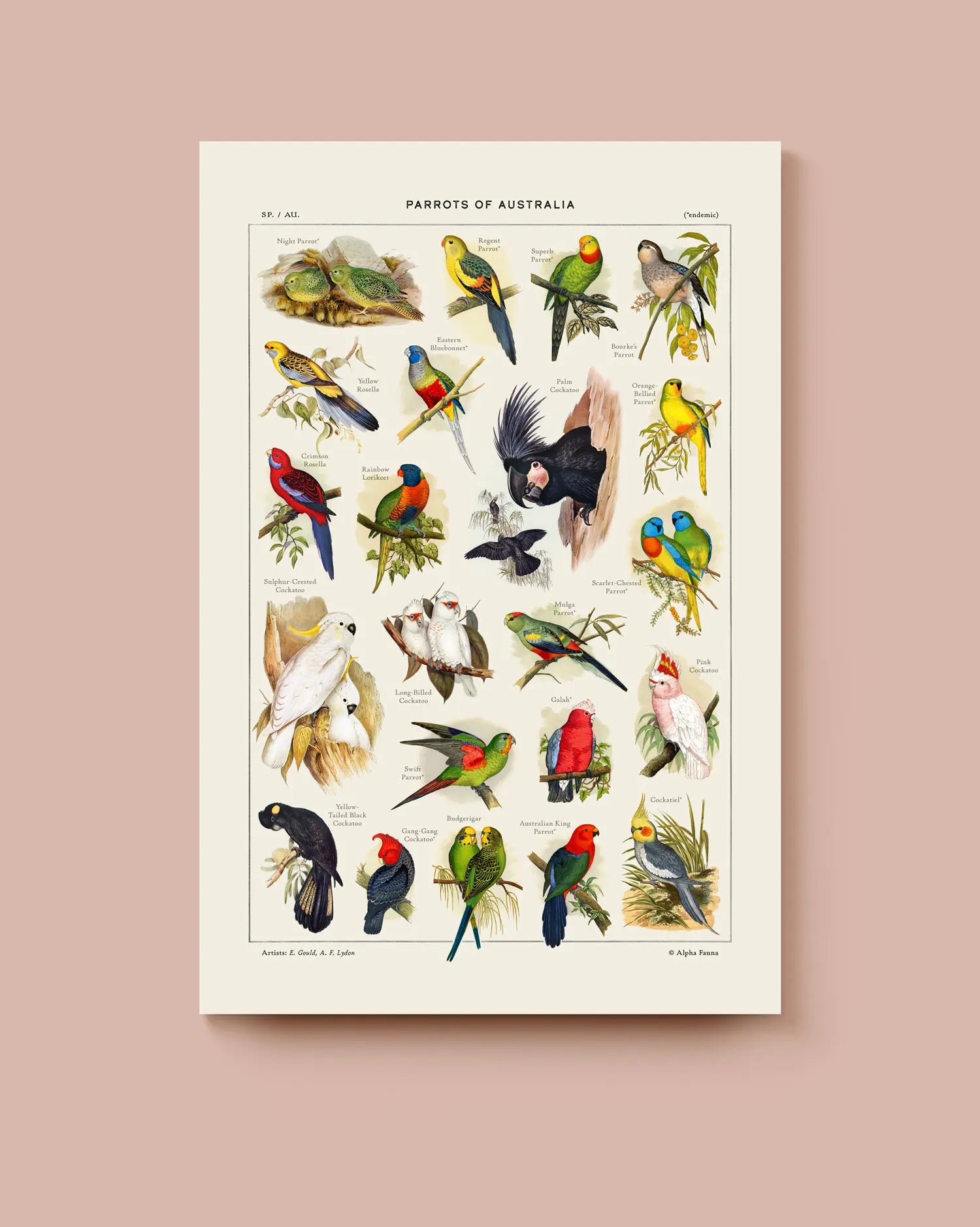 A colorful poster featuring a variety of parrot species on a beige background. * Unframed print
