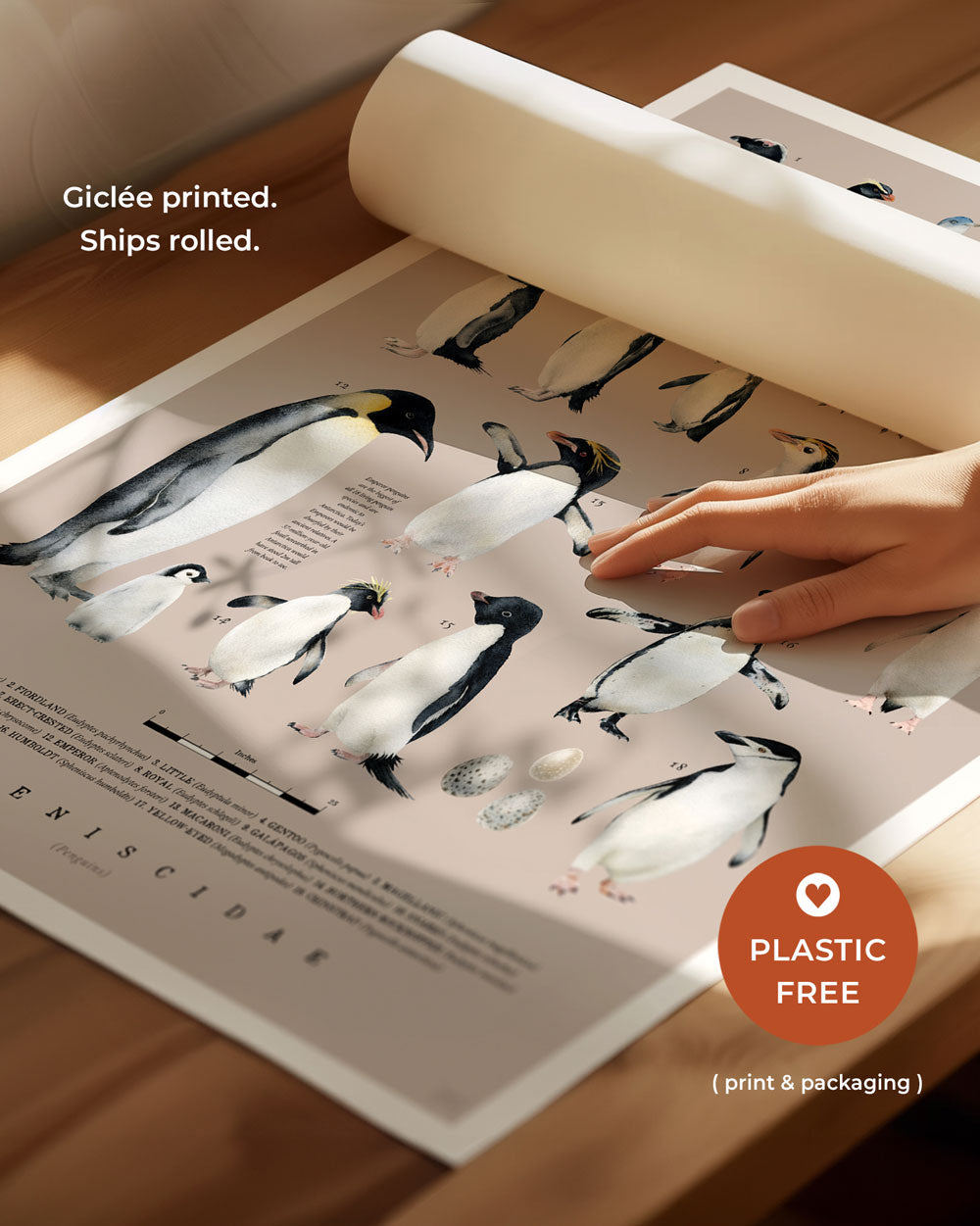 Penguins Of The World Art Print