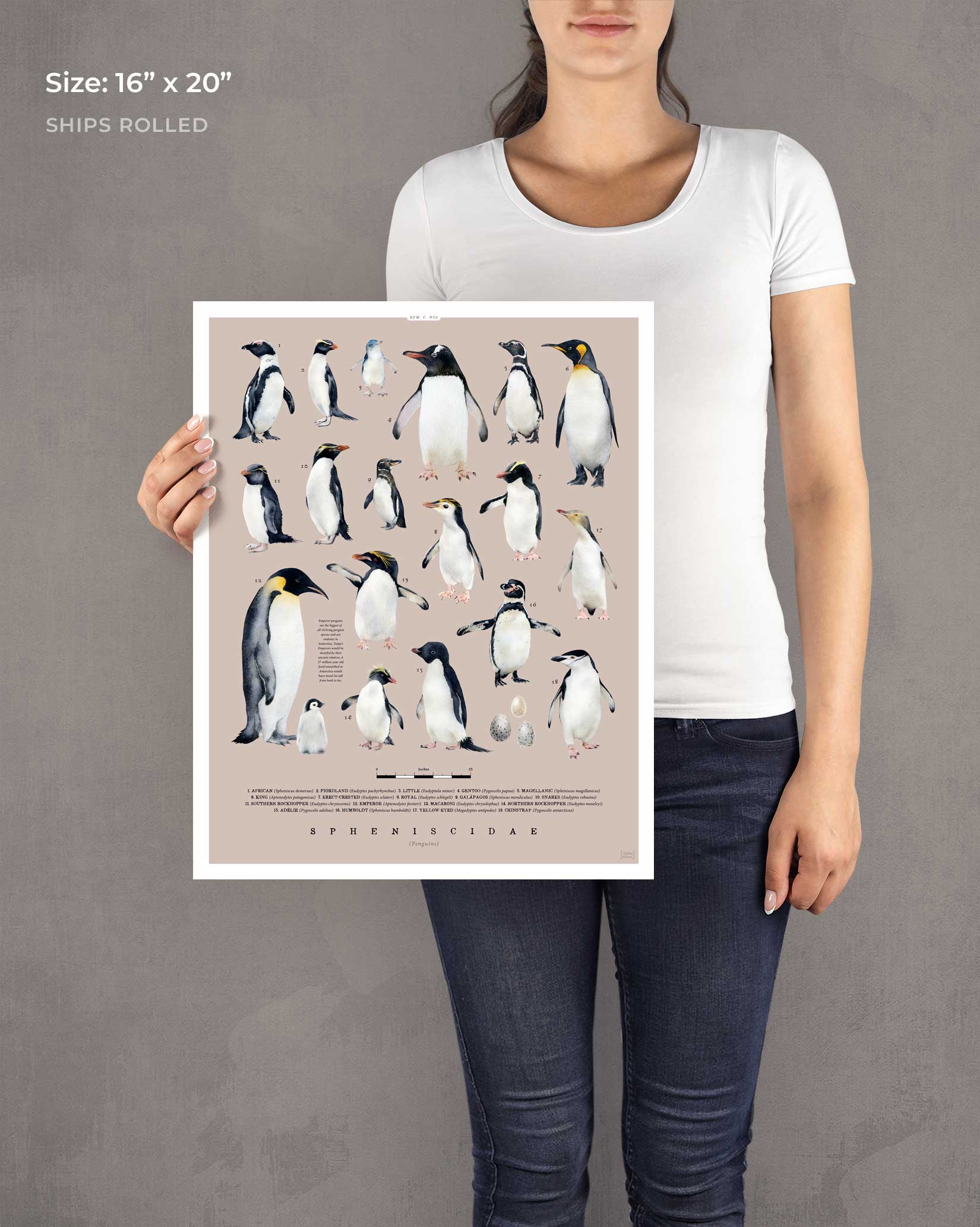 Penguins Of The World Art Print