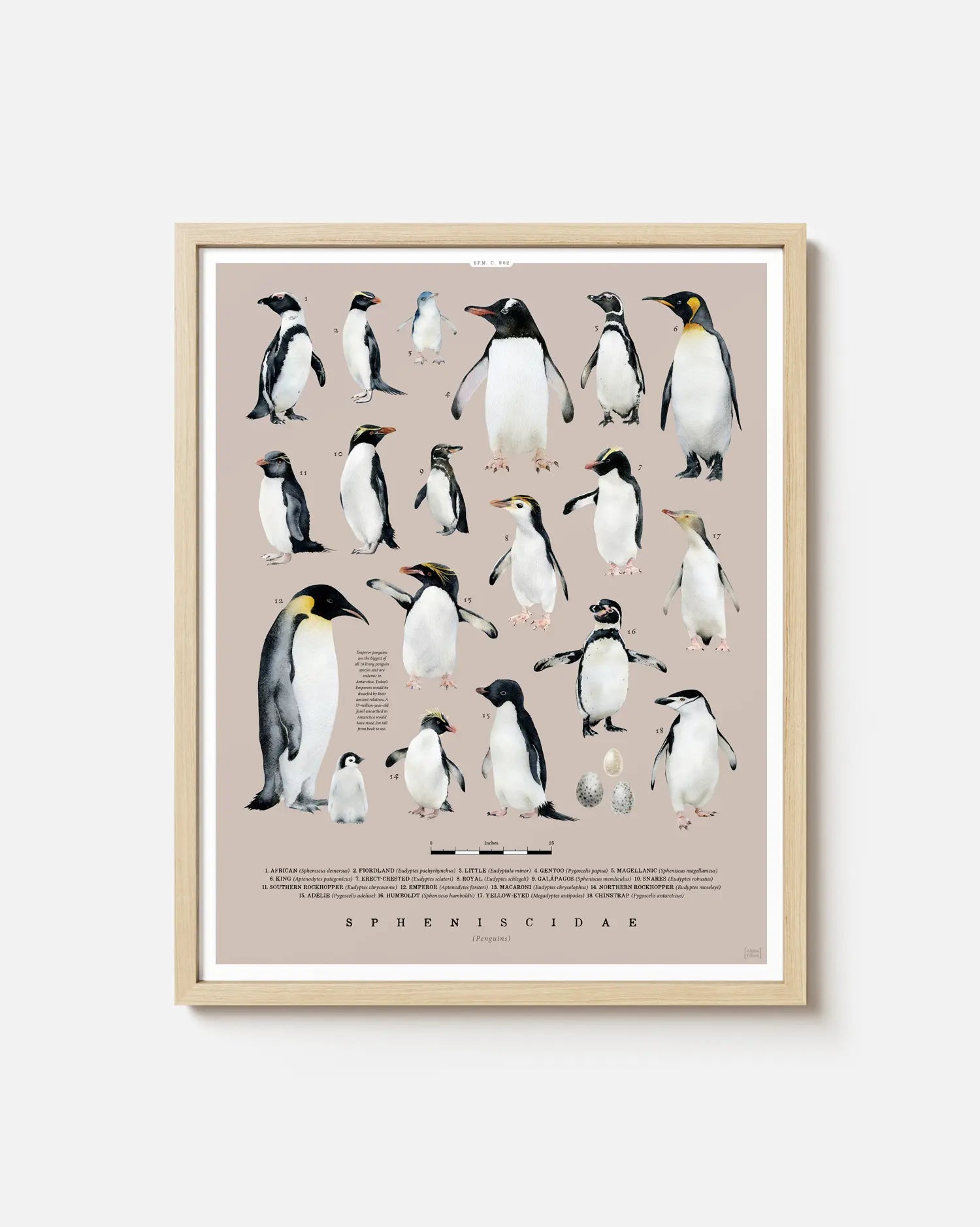 Penguins of the World Art Print