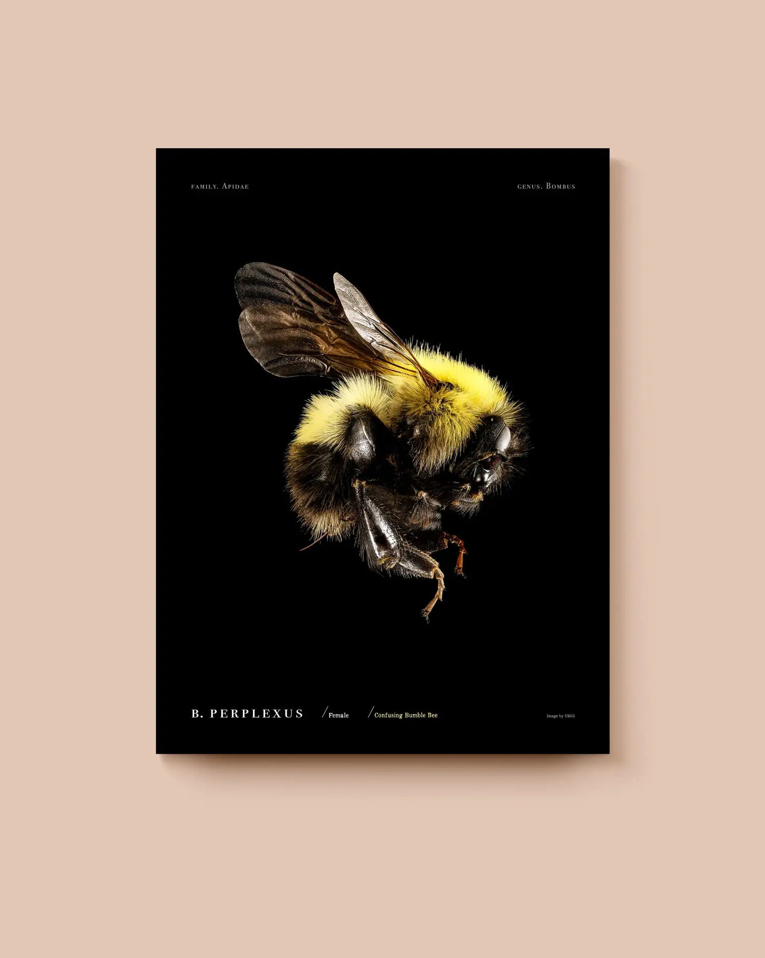 Poster of a bumble bee on a black background with typographic details. * Unframed print