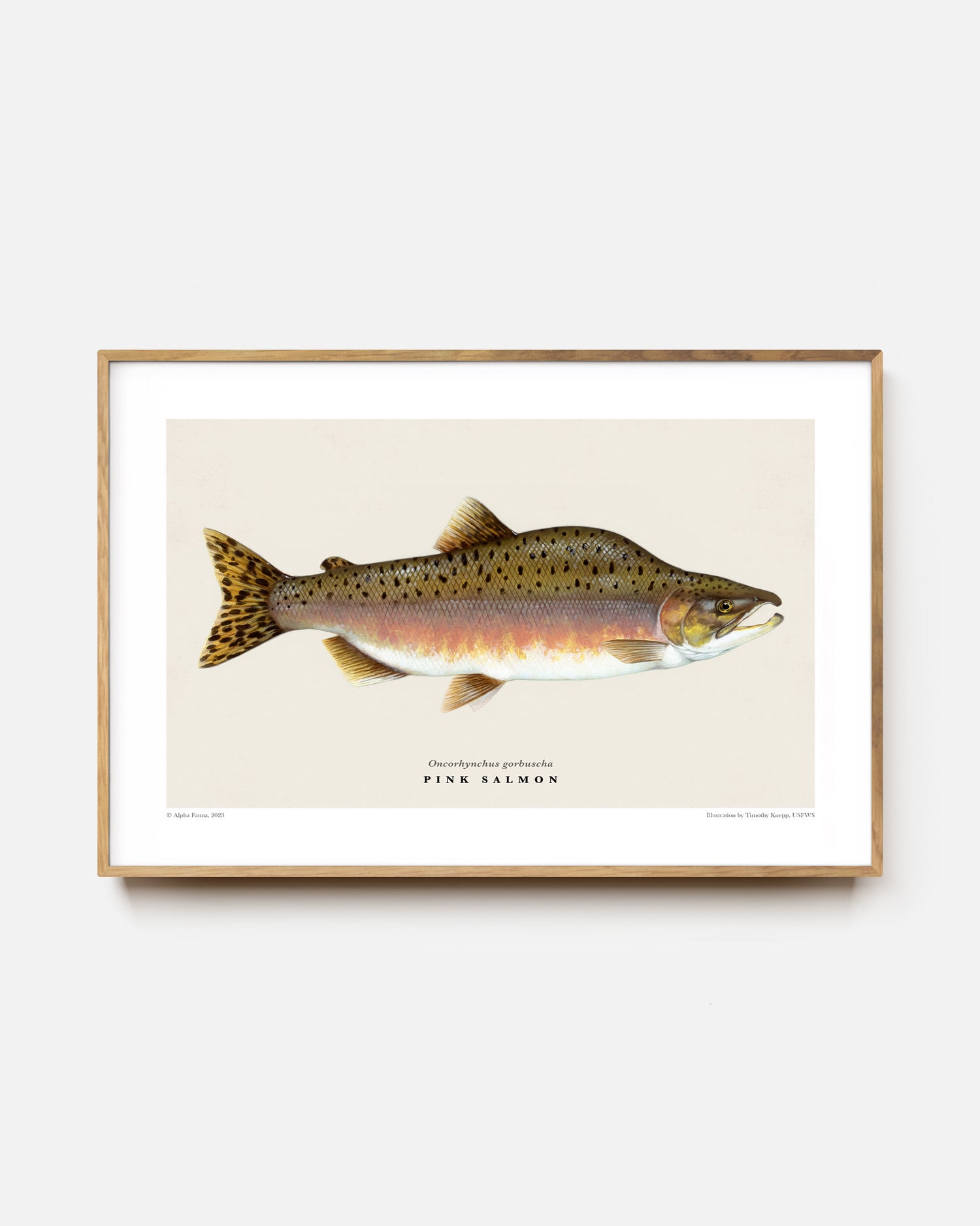 Pink Salmon Art Print