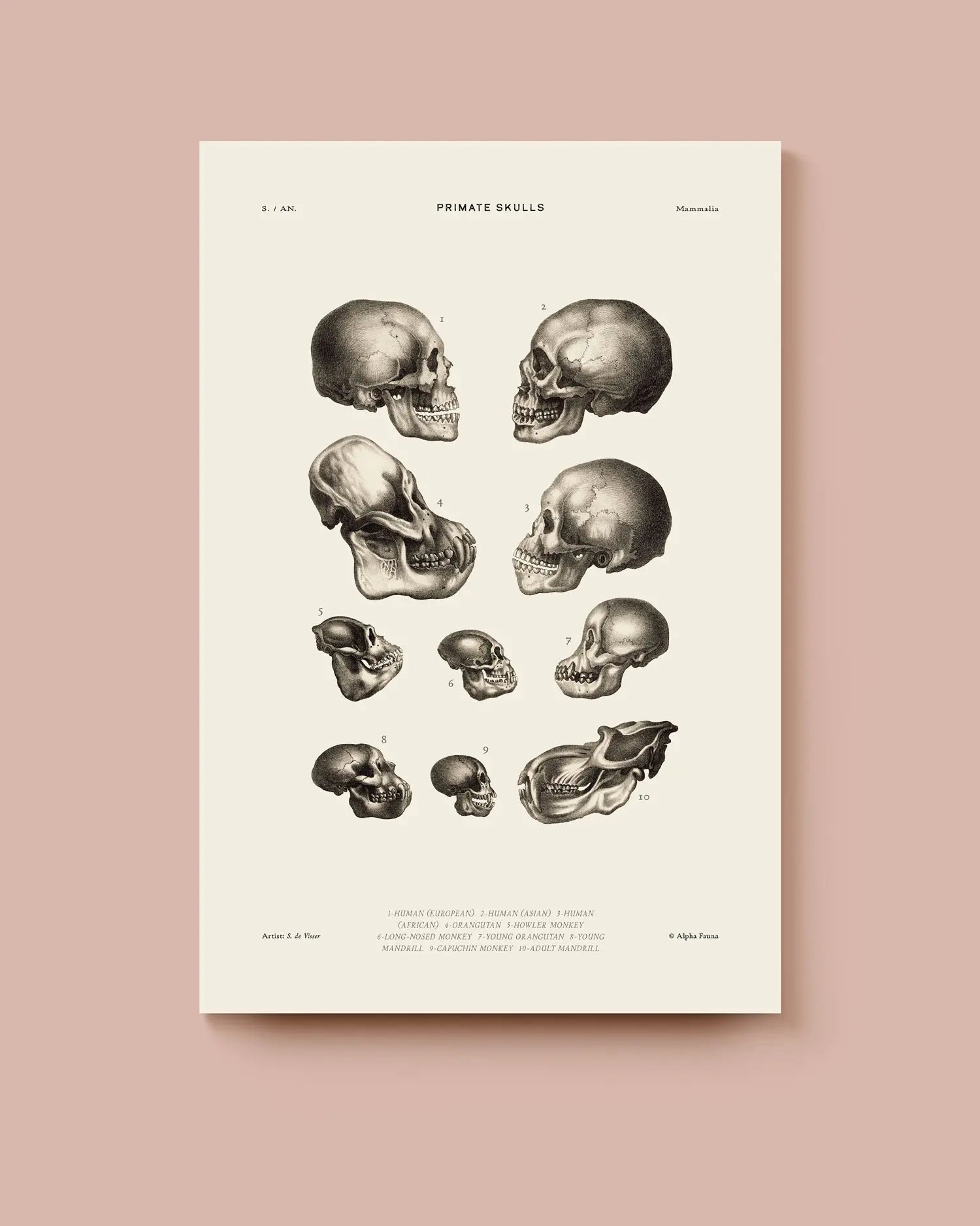 Anatomical poster of primate skulls on a beige background. * Unframed print